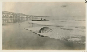 Image of Square flipper seal& kayak in distance